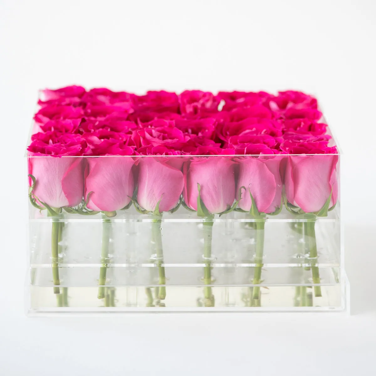 36 Roses