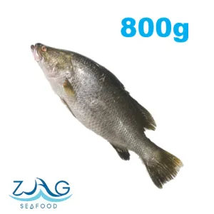 Australian Barramundi (Whole)