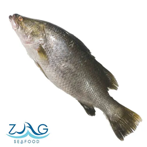Australian Barramundi (Whole)