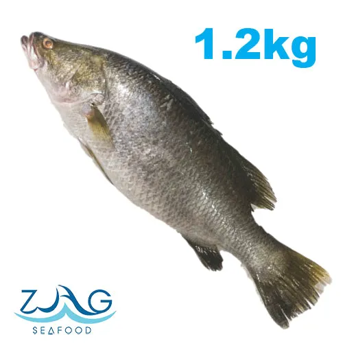 Australian Barramundi (Whole)
