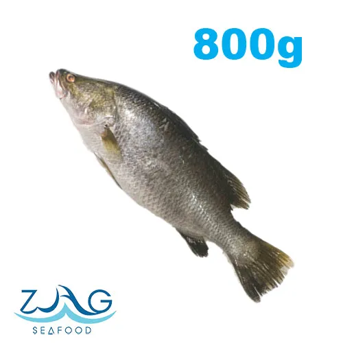 Australian Barramundi (Whole)