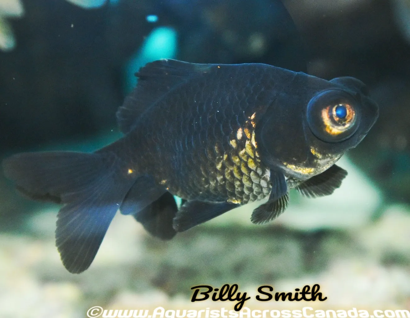BLACK MOOR (Carassius Auratus) 4"