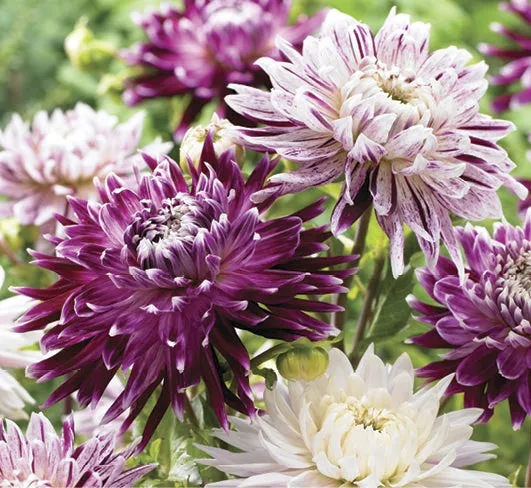 Blueberry Cheesecake Dahlia - 3 Bulbs/Pkg