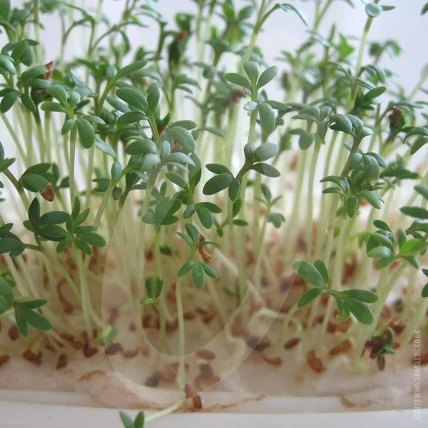 Cress Plain Seeds
