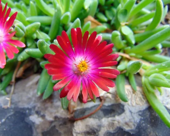 Delosperma cooperi ‘Jewel of Desert Garnet’ (Ice Plant) - 4" Potted Perennial