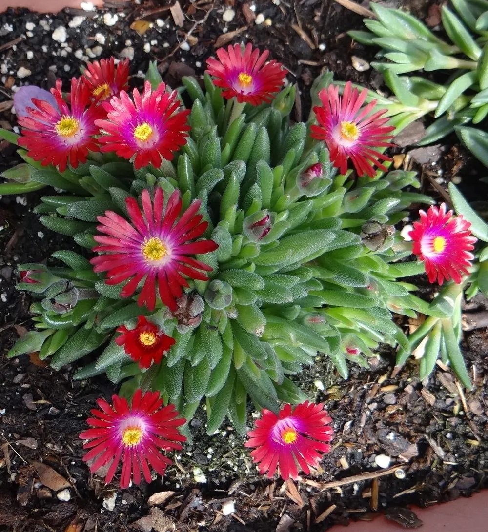 Delosperma cooperi ‘Jewel of Desert Garnet’ (Ice Plant) - 4" Potted Perennial