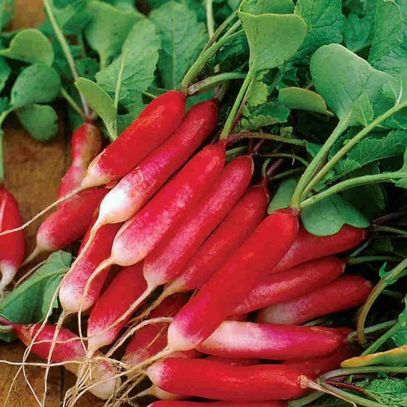 French Breakfast Radish Seeds (Summer Type) (23 days) - 1/8 Cup - Bulk