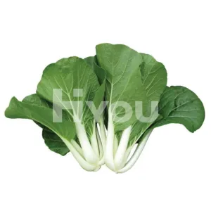 Fresh Pak Choi 400g ~ 新鮮白菜 400g