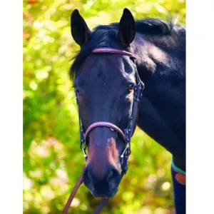 HDR Advantage Raised Fancy Stitched Bridle with Reins   Free Name Tag