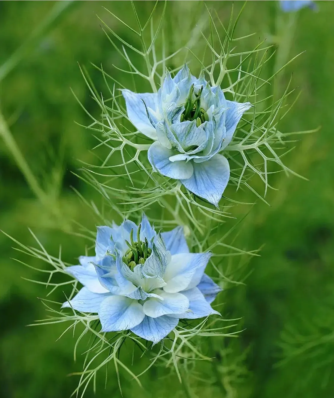 Herboo Nigella Miss Jekyll Seeds