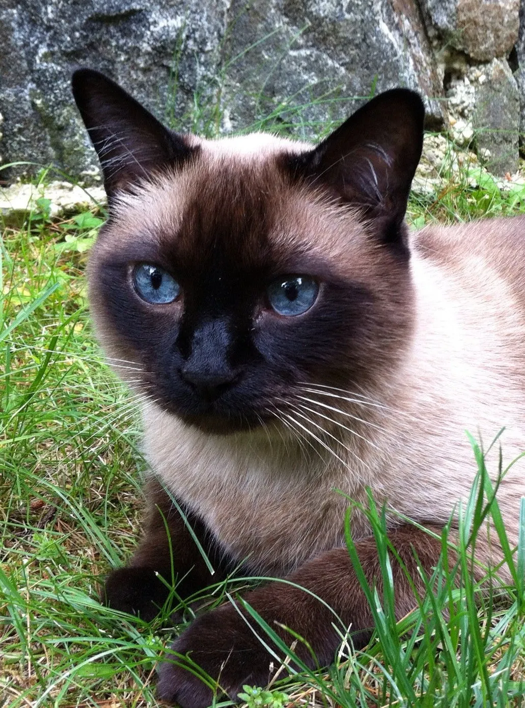 Ira - Cat