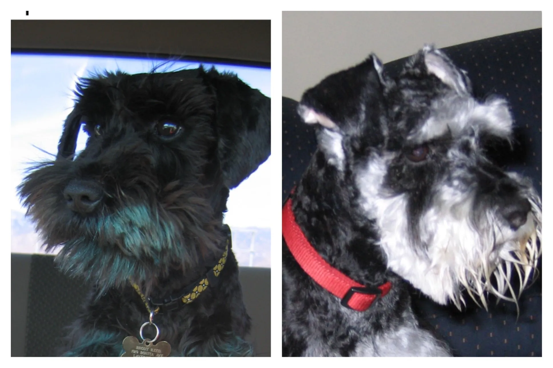 Jake & Brody - Schnauzer