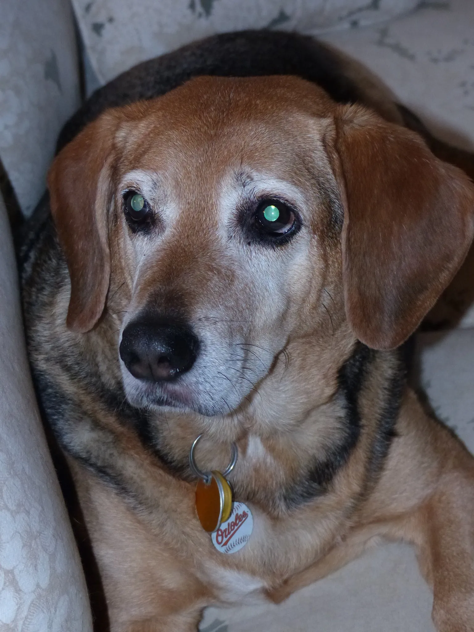 Jake - Beagle