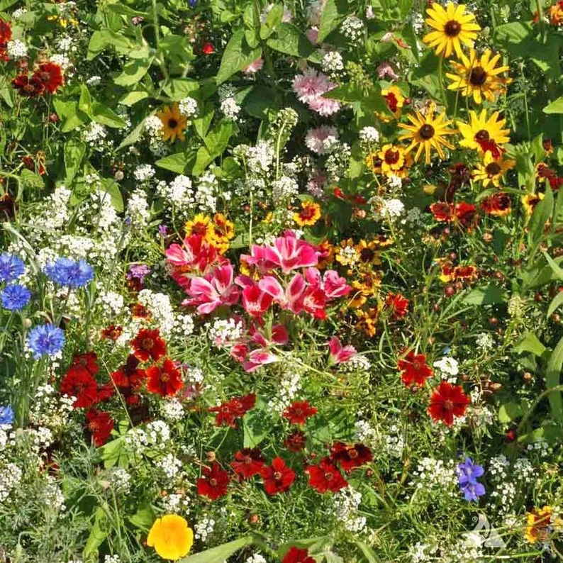 OSC Hummingbird Seed Mixture - Packet