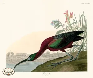 PDXC20923 -- Audubon Glossy Ibis