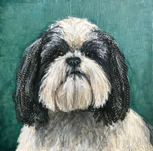 Porthos - Shih Tzu