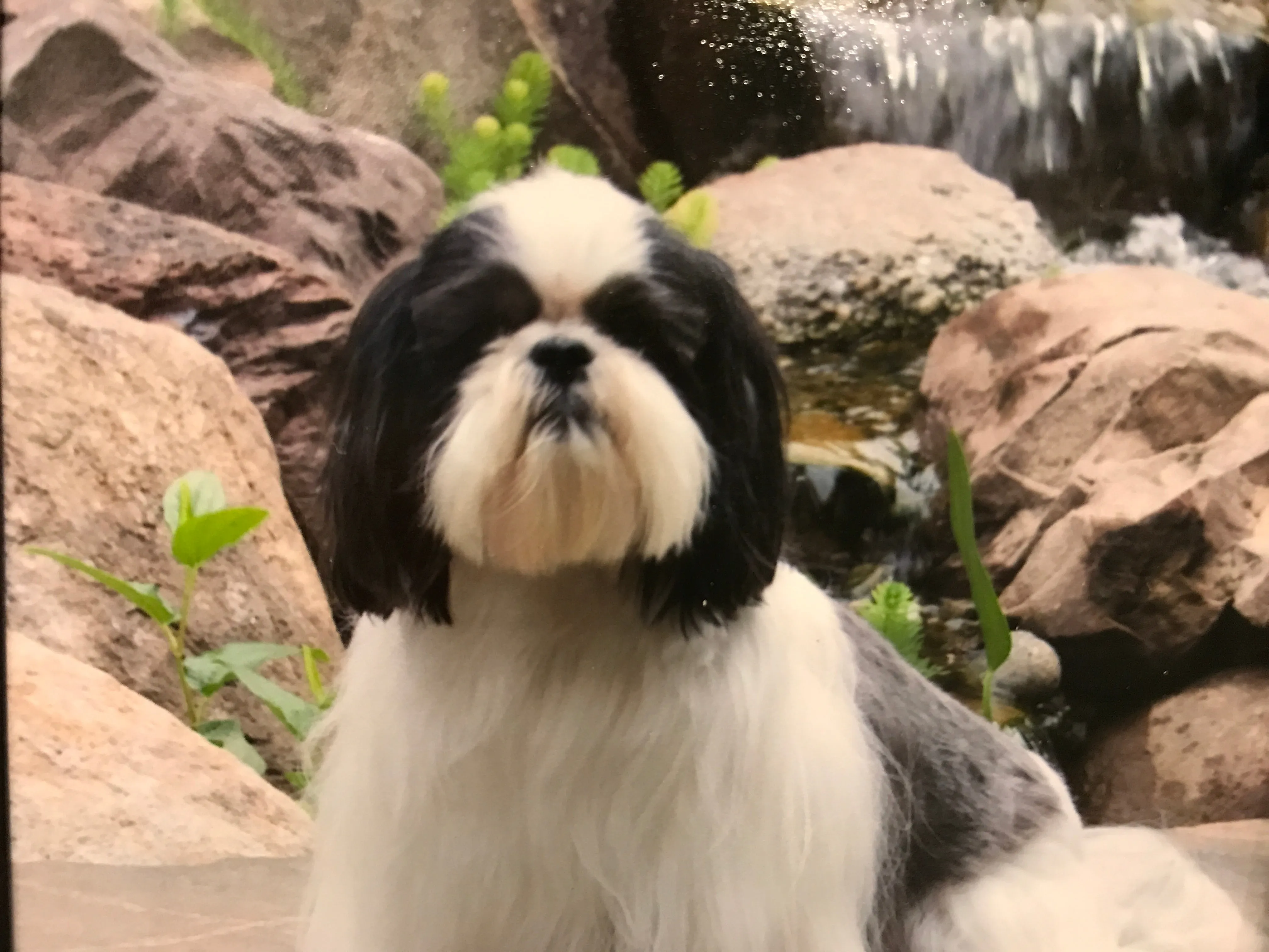 Porthos - Shih Tzu
