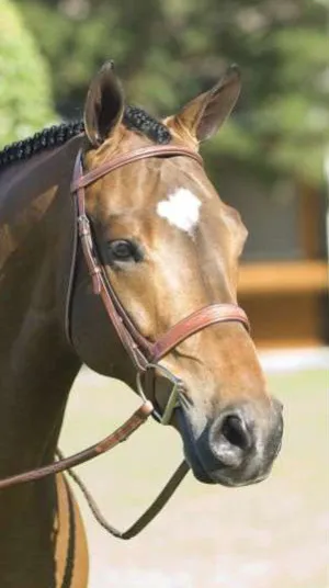 Rodrigo Fancy Stitched Wide Noseband Show Bridle