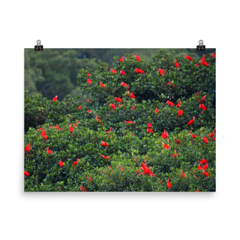 Scarlet Ibis Christmas - print