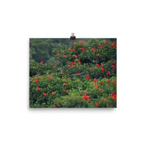Scarlet Ibis Christmas - print