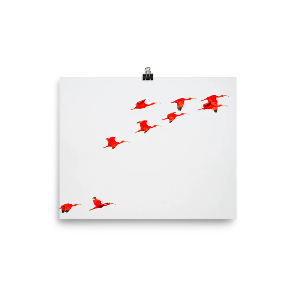 Scarlet Ibis flying in formation-print