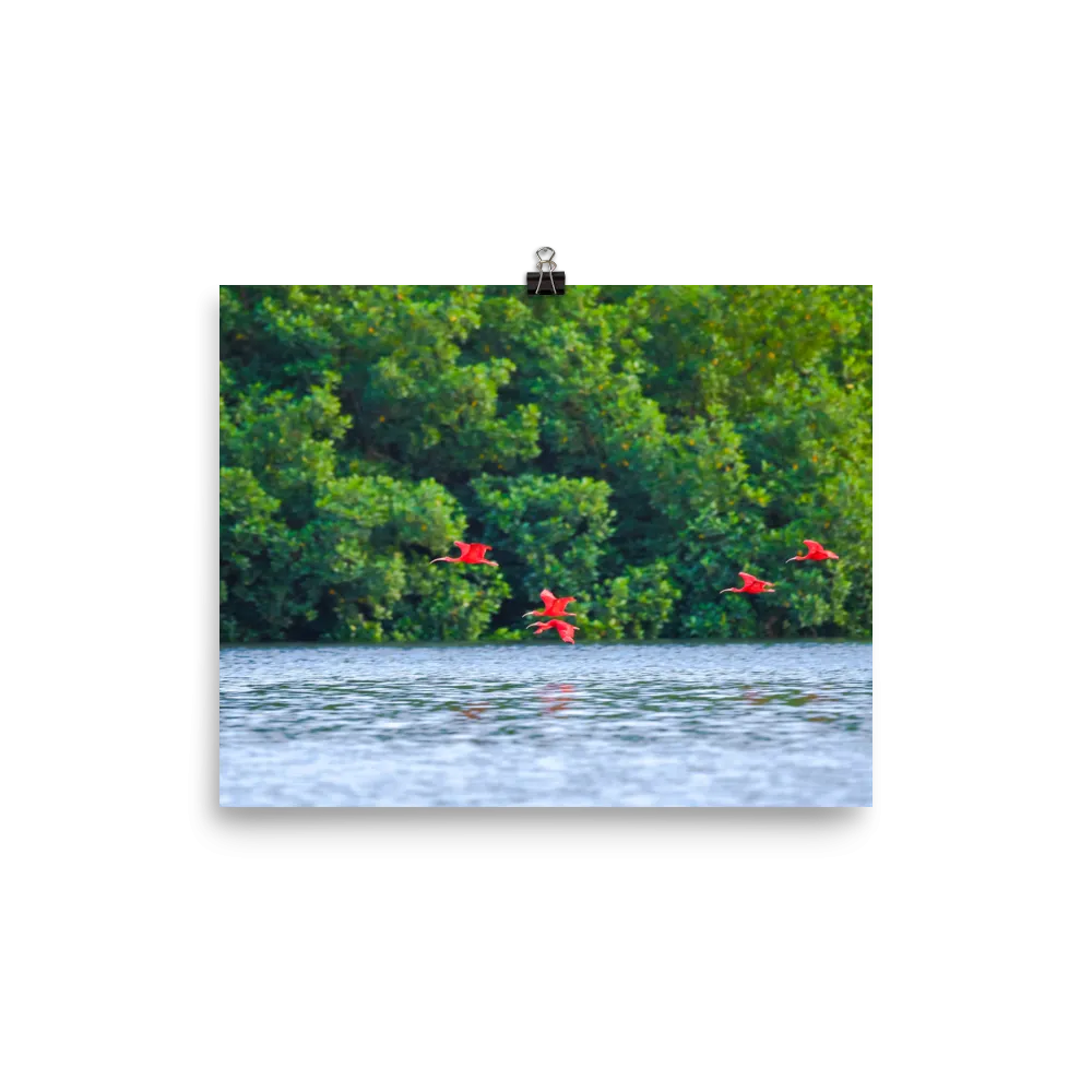 Scarlet Ibis flying low toward their roosting island - print
