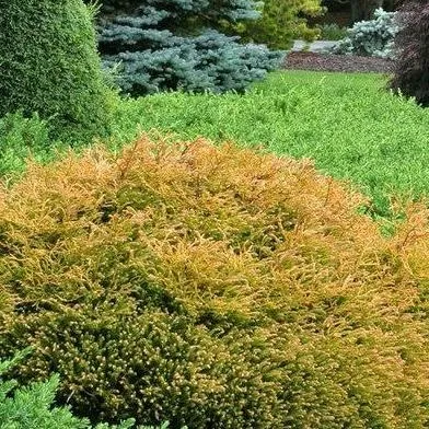Thuja occidentalis 'Harvest Moon' (Harvest Moon Arborvitae) - 2 Gallon Potted Shrub