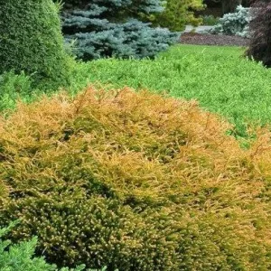 Thuja occidentalis 'Harvest Moon' (Harvest Moon Arborvitae) - 2 Gallon Potted Shrub