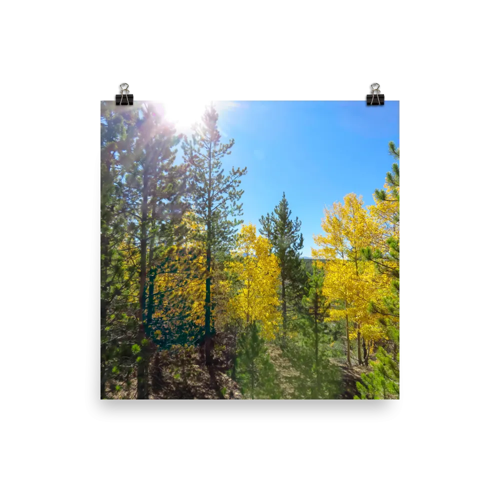 Yellow aspen shine in the sun - print